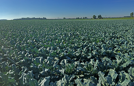 Broccoli field